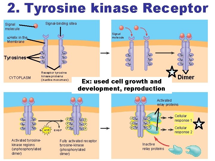 2. Tyrosine kinase Receptor Signal-binding sitea Signal molecule Helix in the Membrane Tyrosines Tyr