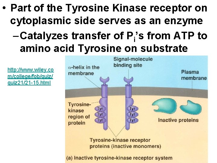  • Part of the Tyrosine Kinase receptor on cytoplasmic side serves as an