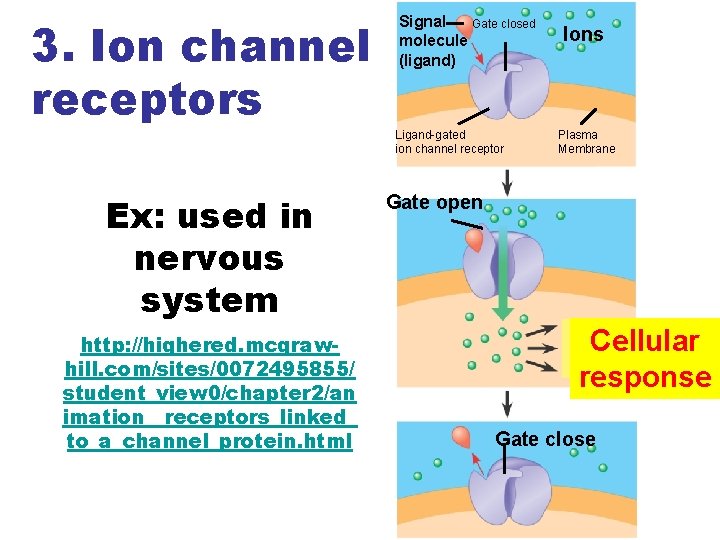 3. Ion channel receptors Signal Gate closed molecule (ligand) Ligand-gated ion channel receptor Ex: