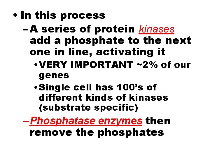  • In this process – A series of protein kinases add a phosphate
