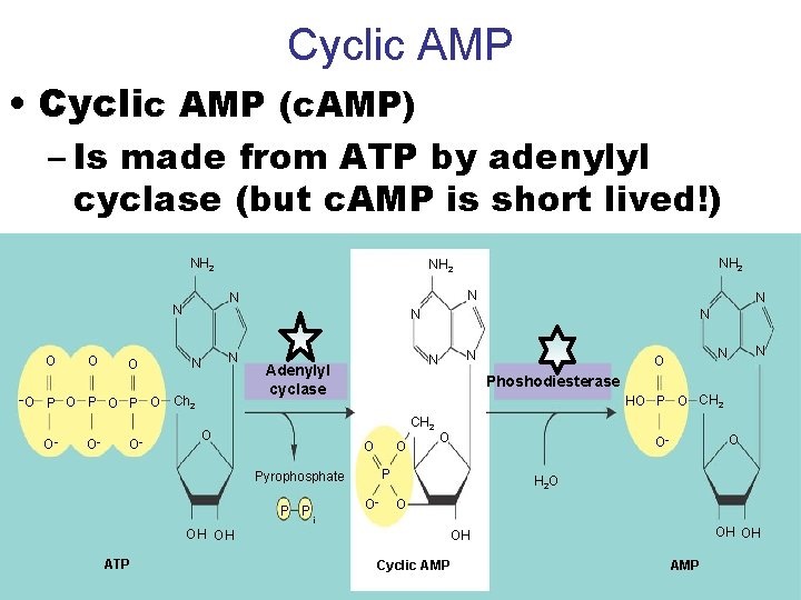 Cyclic AMP • Cyclic AMP (c. AMP) – Is made from ATP by adenylyl