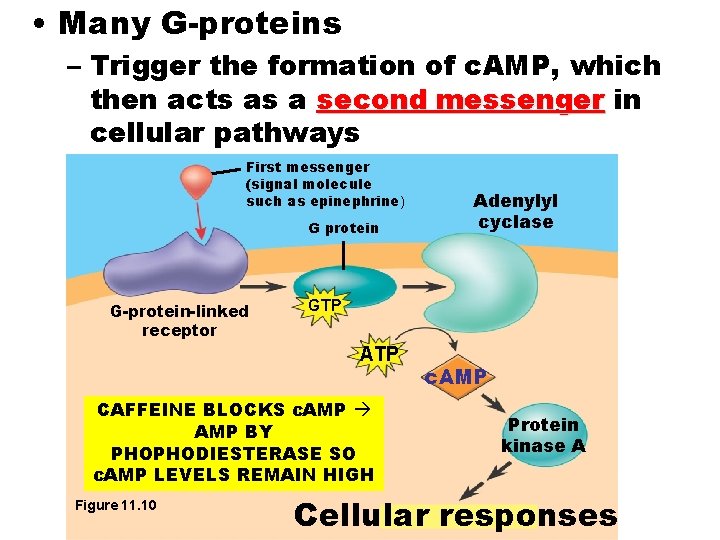 • Many G-proteins – Trigger the formation of c. AMP, which then acts