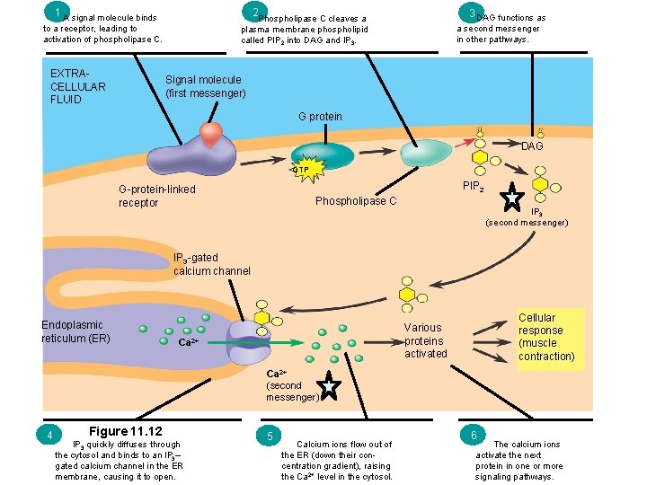 1 A signal molecule binds 2 to a receptor, leading to activation of phospholipase