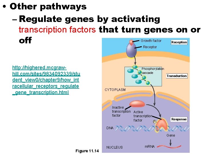  • Other pathways – Regulate genes by activating transcription factors that turn genes