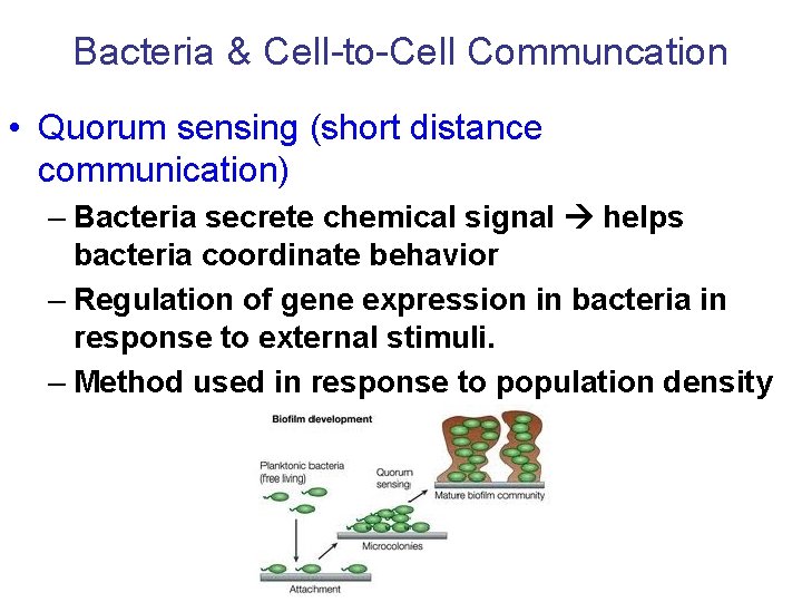 Bacteria & Cell-to-Cell Communcation • Quorum sensing (short distance communication) – Bacteria secrete chemical