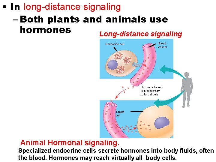  • In long-distance signaling – Both plants and animals use hormones Long-distance signaling