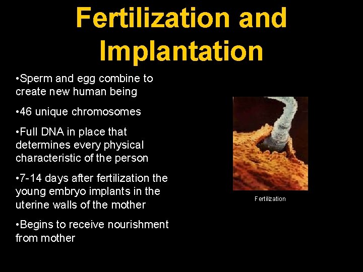 Fertilization and Implantation • Sperm and egg combine to create new human being •