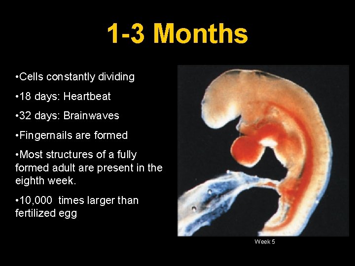 1 -3 Months • Cells constantly dividing • 18 days: Heartbeat • 32 days: