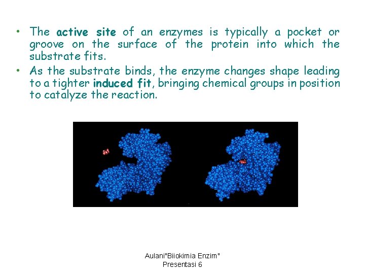  • The active site of an enzymes is typically a pocket or groove