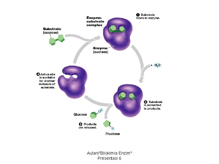 Aulani"Biiokimia Enzim" Presentasi 6 
