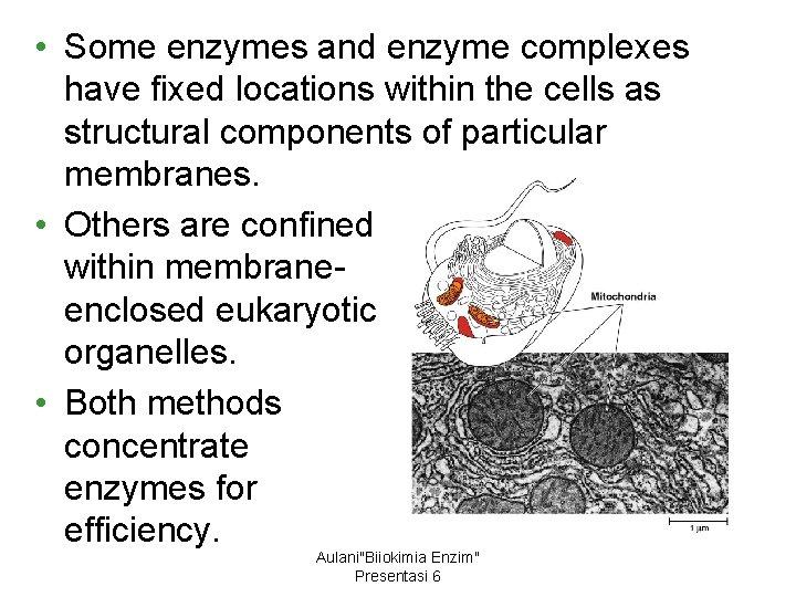  • Some enzymes and enzyme complexes have fixed locations within the cells as