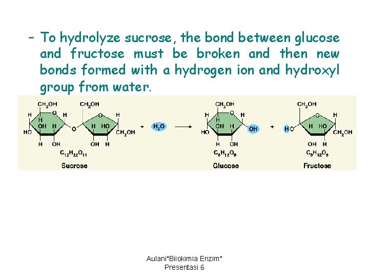 – To hydrolyze sucrose, the bond between glucose and fructose must be broken and