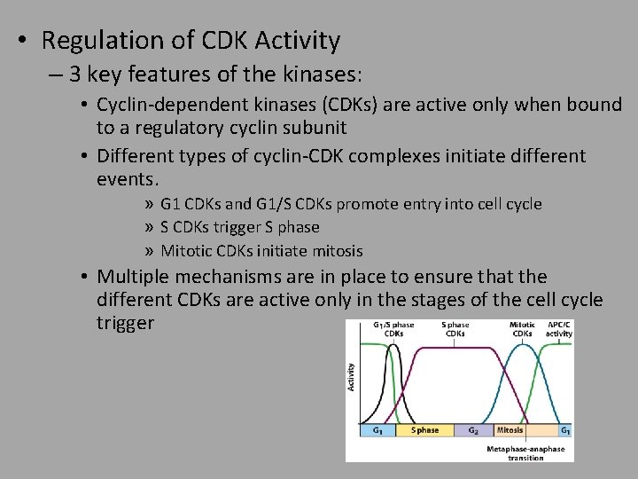  • Regulation of CDK Activity – 3 key features of the kinases: •