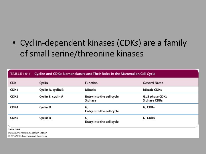  • Cyclin-dependent kinases (CDKs) are a family of small serine/threonine kinases 