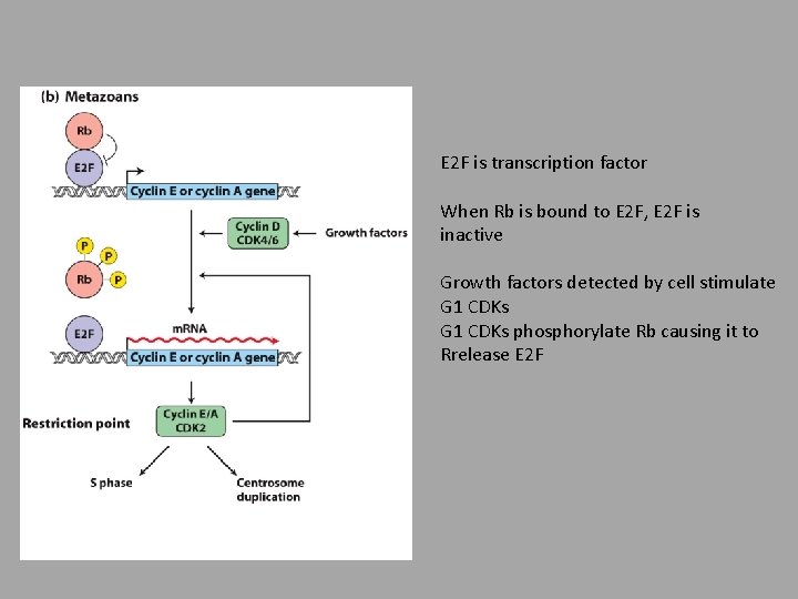 E 2 F is transcription factor When Rb is bound to E 2 F,