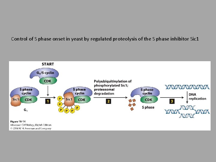 Control of S phase onset in yeast by regulated proteolysis of the S phase