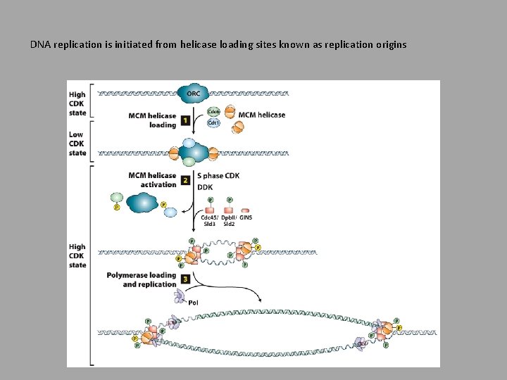 DNA replication is initiated from helicase loading sites known as replication origins 