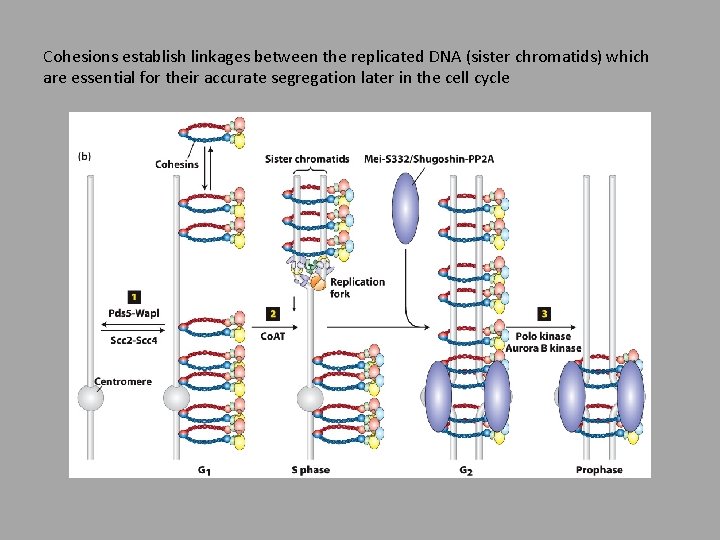 Cohesions establish linkages between the replicated DNA (sister chromatids) which are essential for their