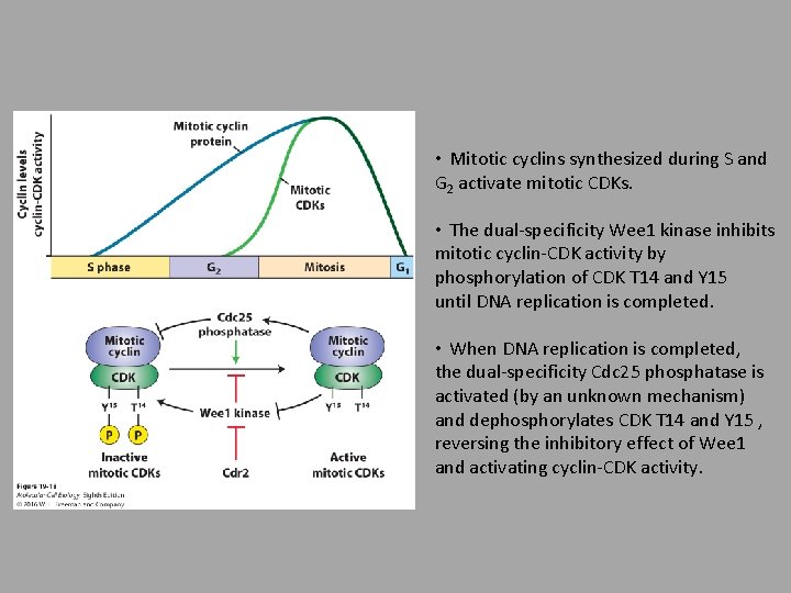  • Mitotic cyclins synthesized during S and G 2 activate mitotic CDKs. •