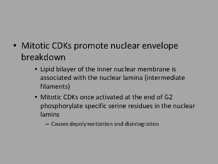  • Mitotic CDKs promote nuclear envelope breakdown • Lipid bilayer of the inner