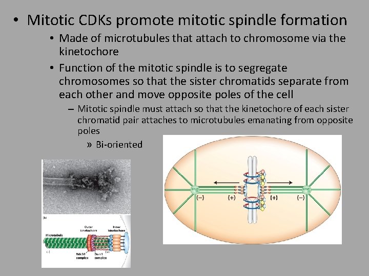  • Mitotic CDKs promote mitotic spindle formation • Made of microtubules that attach