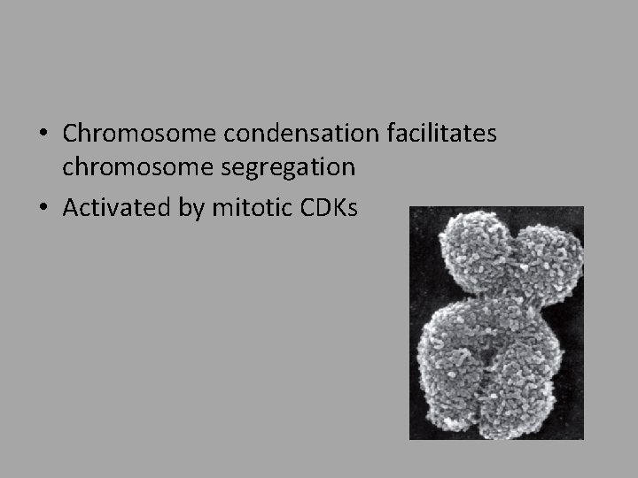 • Chromosome condensation facilitates chromosome segregation • Activated by mitotic CDKs 