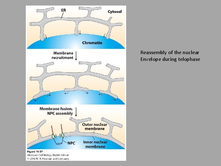 Reassembly of the nuclear Envelope during telophase 
