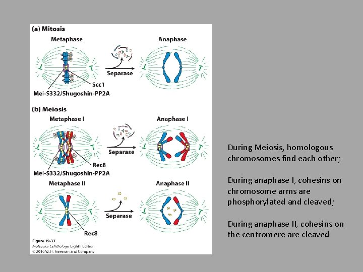 During Meiosis, homologous chromosomes find each other; During anaphase I, cohesins on chromosome arms