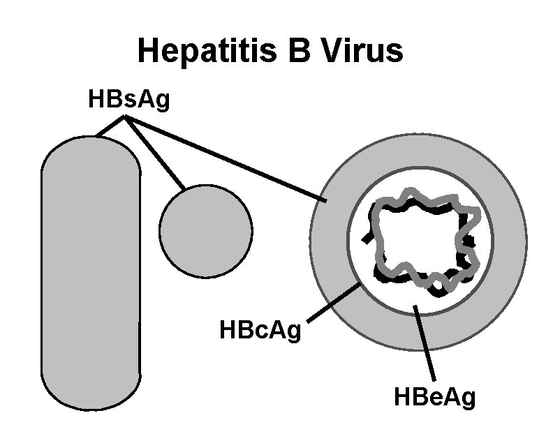 Hepatitis B Virus HBs. Ag HBc. Ag HBe. Ag 