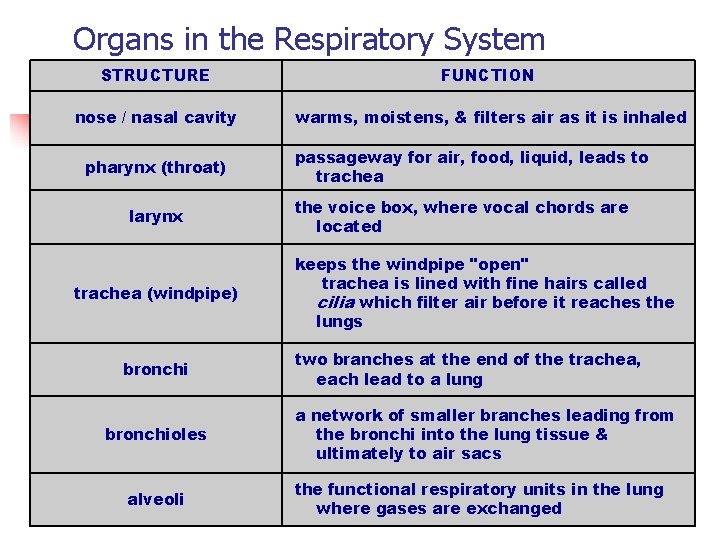 Organs in the Respiratory System STRUCTURE FUNCTION nose / nasal cavity warms, moistens, &