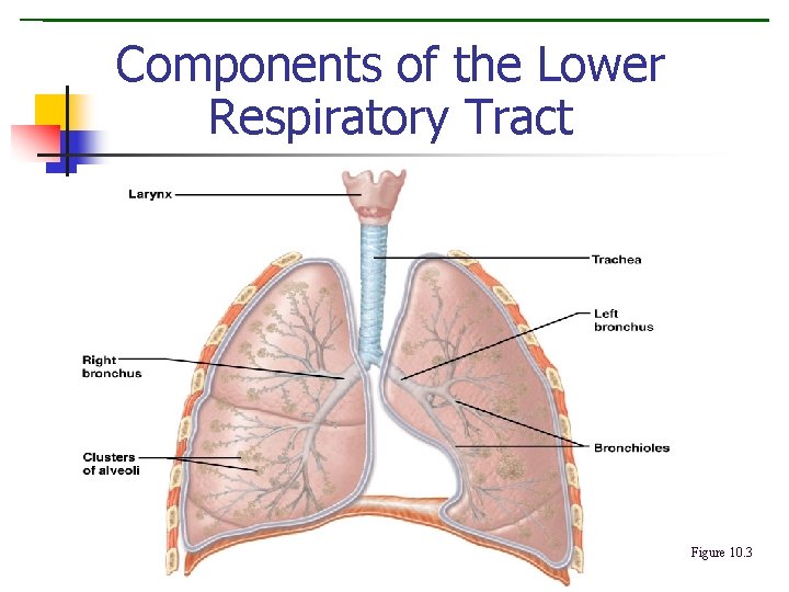 Components of the Lower Respiratory Tract Figure 10. 3 