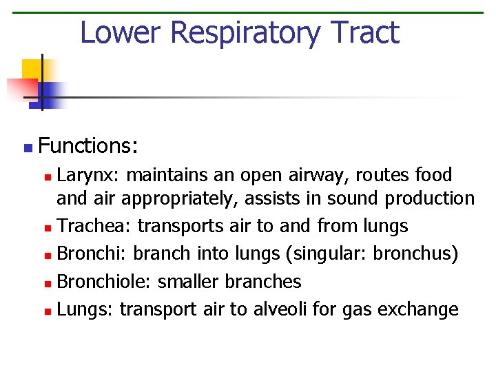 Lower Respiratory Tract n Functions: Larynx: maintains an open airway, routes food and air