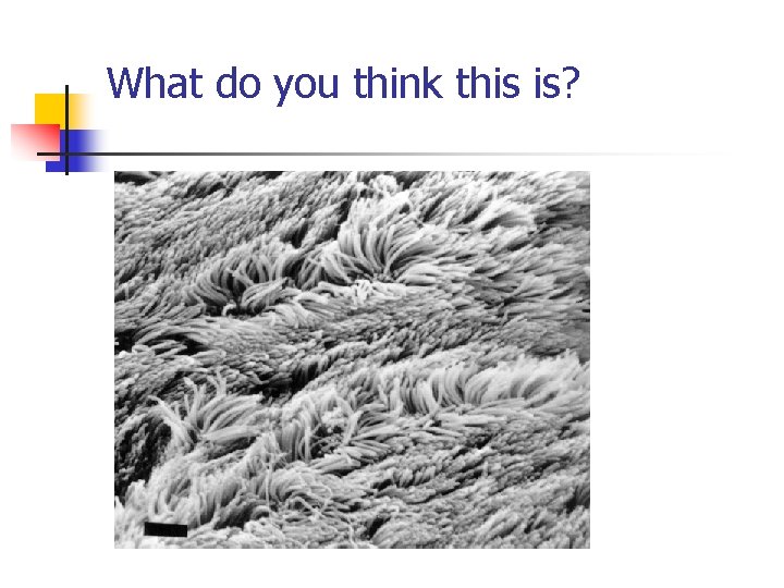 What do you think this is? 