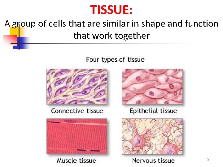 TISSUE: A group of cells that are similar in shape and function that work