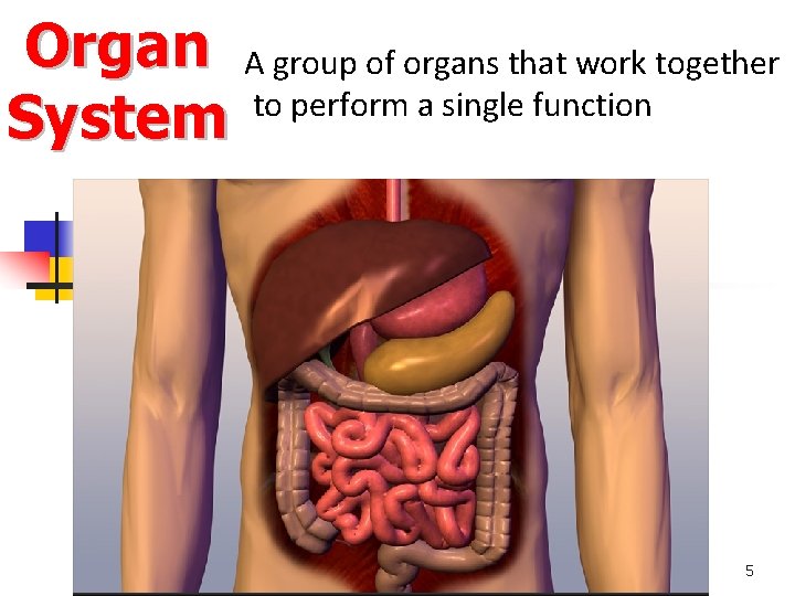 Organ A group of organs that work together to perform a single function System