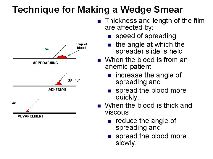 Technique for Making a Wedge Smear n n n Thickness and length of the