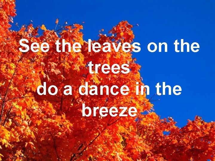 See the leaves on the trees do a dance in the breeze 