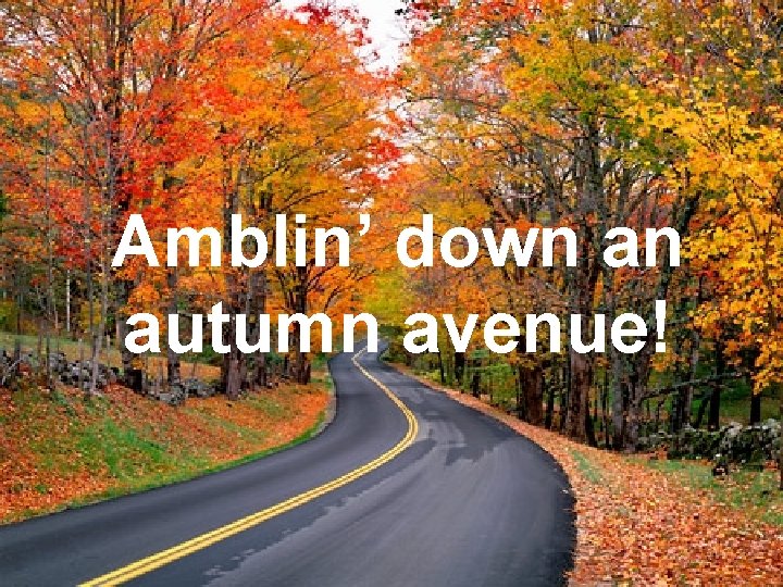Amblin’ down an autumn avenue! 