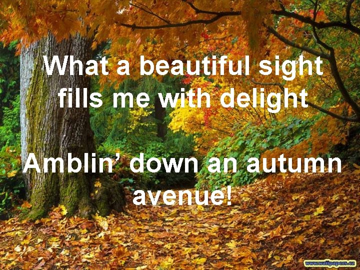 What a beautiful sight fills me with delight Amblin’ down an autumn avenue! 