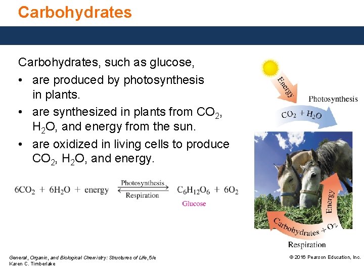 Carbohydrates, such as glucose, • are produced by photosynthesis in plants. • are synthesized