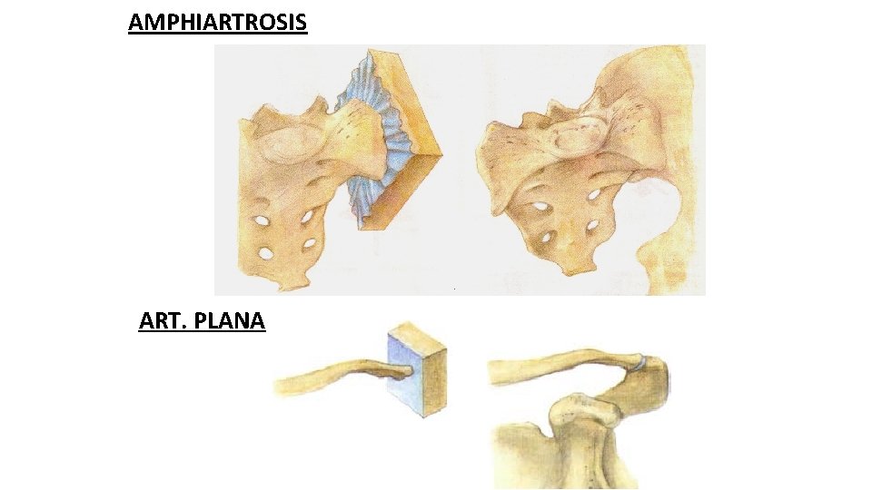 AMPHIARTROSIS ART. PLANA 