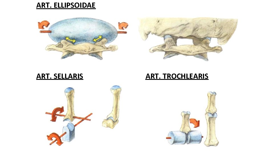 ART. ELLIPSOIDAE ART. SELLARIS ART. TROCHLEARIS 