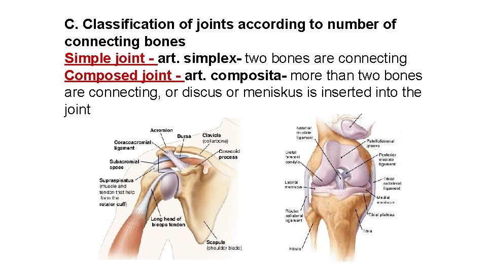 C. Classification of joints according to number of connecting bones Simple joint - art.