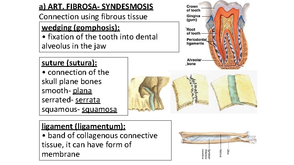 a) ART. FIBROSA- SYNDESMOSIS Connection using fibrous tissue wedging (gomphosis): • fixation of the