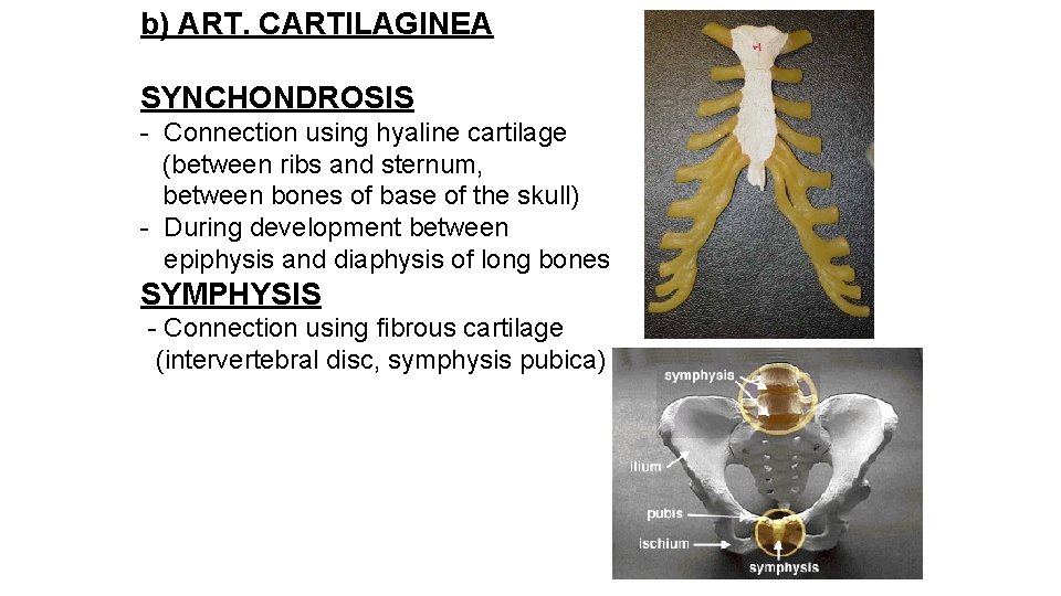 b) ART. CARTILAGINEA SYNCHONDROSIS - Connection using hyaline cartilage (between ribs and sternum, between