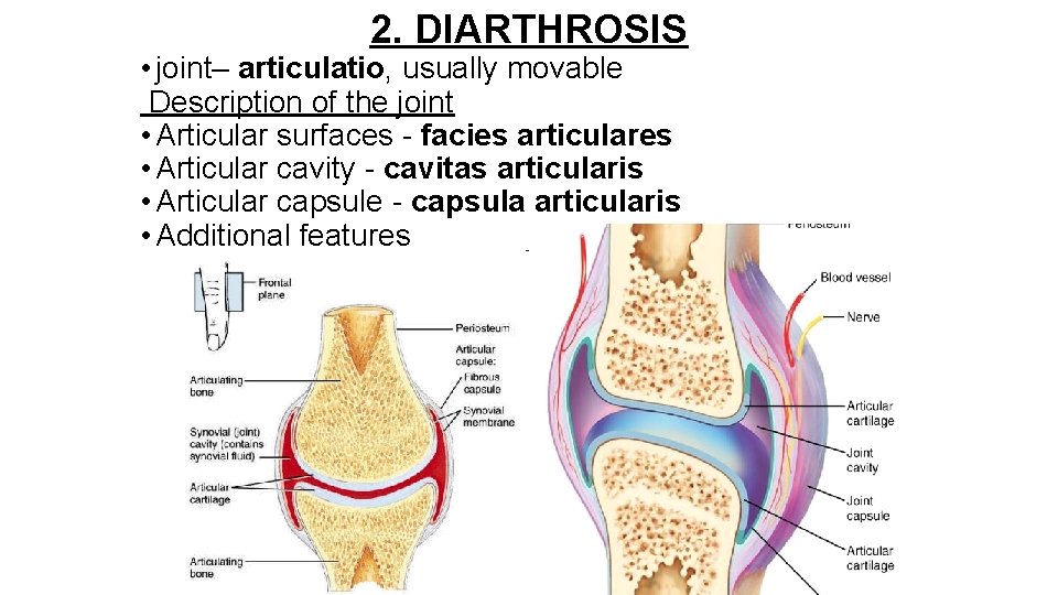 2. DIARTHROSIS • joint– articulatio, usually movable Description of the joint • Articular surfaces