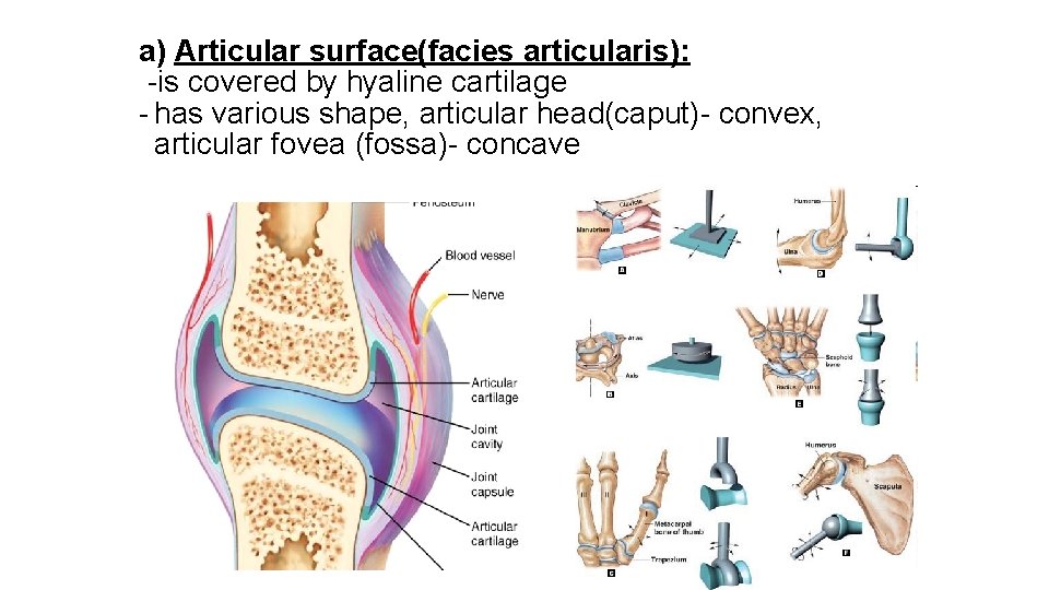 a) Articular surface(facies articularis): -is covered by hyaline cartilage - has various shape, articular