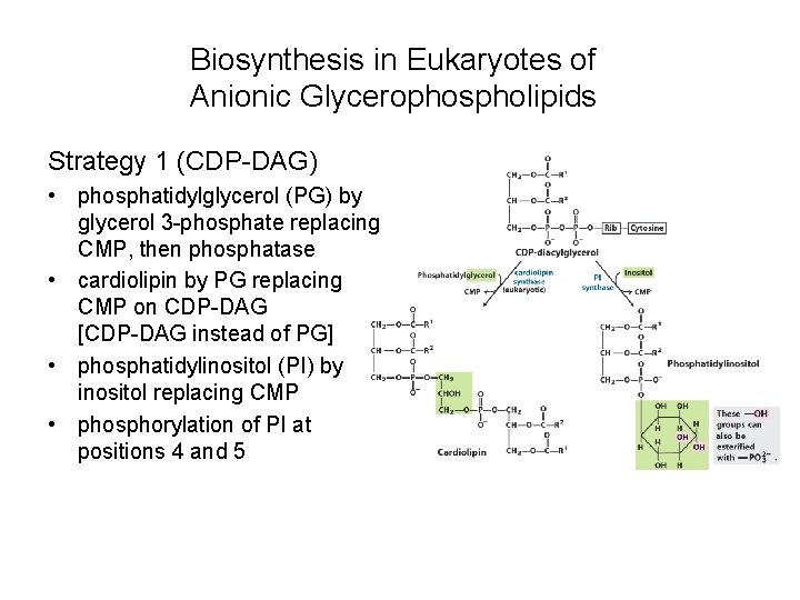 Biosynthesis in Eukaryotes of Anionic Glycerophospholipids Strategy 1 (CDP-DAG) • phosphatidylglycerol (PG) by glycerol
