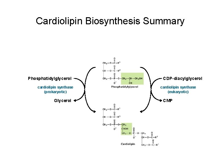 Cardiolipin Biosynthesis Summary Phosphatidylglycerol cardiolipin synthase (prokaryotic) Glycerol CDP-diacylglycerol cardiolipin synthase (eukaryotic) CMP 