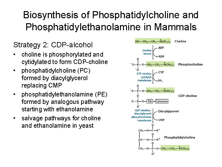 Biosynthesis of Phosphatidylcholine and Phosphatidylethanolamine in Mammals Strategy 2: CDP-alcohol • choline is phosphorylated